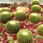 : cactus garden ideas