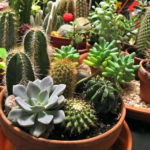 : cactus garden ideas