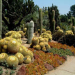 : cactus garden ideas