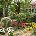 : cactus garden ideas