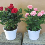 : mini roses