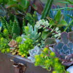 : growing succulents