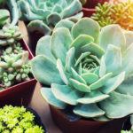 : growing succulents