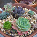 : growing succulents