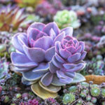 : growing succulents