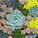 : growing succulents