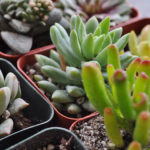 : growing succulents