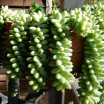 : growing succulents