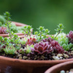 : growing succulents