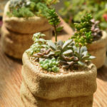 : growing succulents