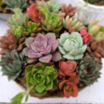 : growing succulents