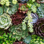 : growing succulents